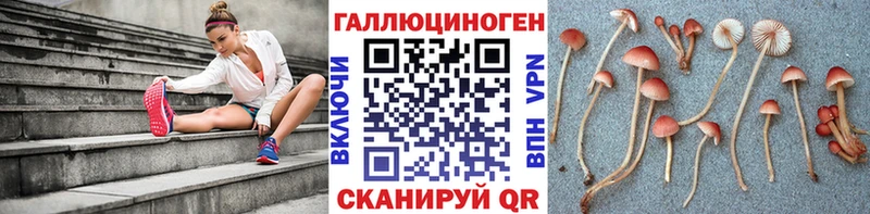 Галлюциногенные грибы Psilocybe  Щёлково 